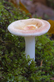 Russula bicolor A lovely pale tinted Russula bicolor - very pretty but don't taste. These can be hot like chili pepper, some hot enough to blister your mouth. Fall,Geotagged,Russula bicolor,United States