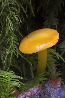Yellow waxy cap  Fall,Geotagged,Hygrocybe flavescens,United States