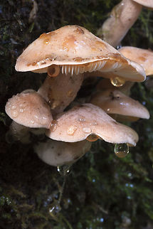 Elm Oyster  Elm Oyster,Fall,Geotagged,Hypsizygus ulmarius,United States
