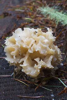 Cauliflower mushroom  Fall,Geotagged,Sparassis crispa,United States