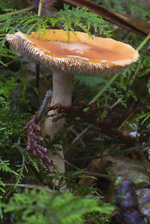 Depressed Hedgehog This one does look a little depressed.. or at least a little worse for the wear. Specimens in good shape are good to eat - they are said to taste a lot like Chanterelles, to which they are related. Fall,Geotagged,Hydnum umbilicatum,United States