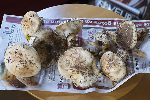 Score! - my big matsutake haul Sorry - you won't get a geotag on this one. As far as I can tell no one else picks in this area, so I feel obligated to keep it secret.. Fortunately the real craze is over and they aren't worth quite so much anymore, but I would still hate to see the place overrun.. I've invited some friends over to help me eat these ones :) Tricholoma magnivelare