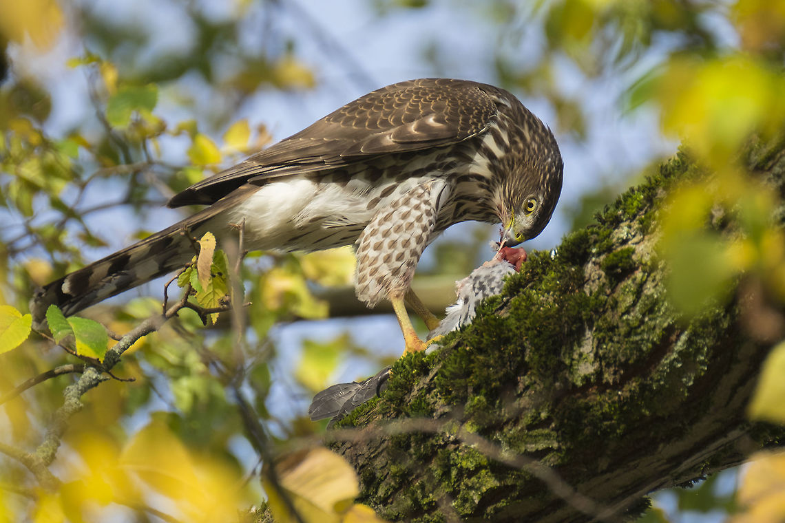 Juvenile Cooper's hawk Enjoying a meal of pigeon in a tree near my home. It&#039;s quite small for a hawk. It looks to be not even twice the size of the pigeon that it&#039;s caught. Differentiated from a juvenile sharp shinned hawk by the brighter streaking and barring on the chest, thicker feet and legs and tail feathers of differing lengths. Accipiter cooperii,Coopers Hawk,Fall,Geotagged,United States