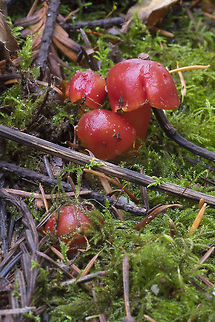 Scarlet Waxcap  Fall,Geotagged,Hygrocybe coccinea,United States
