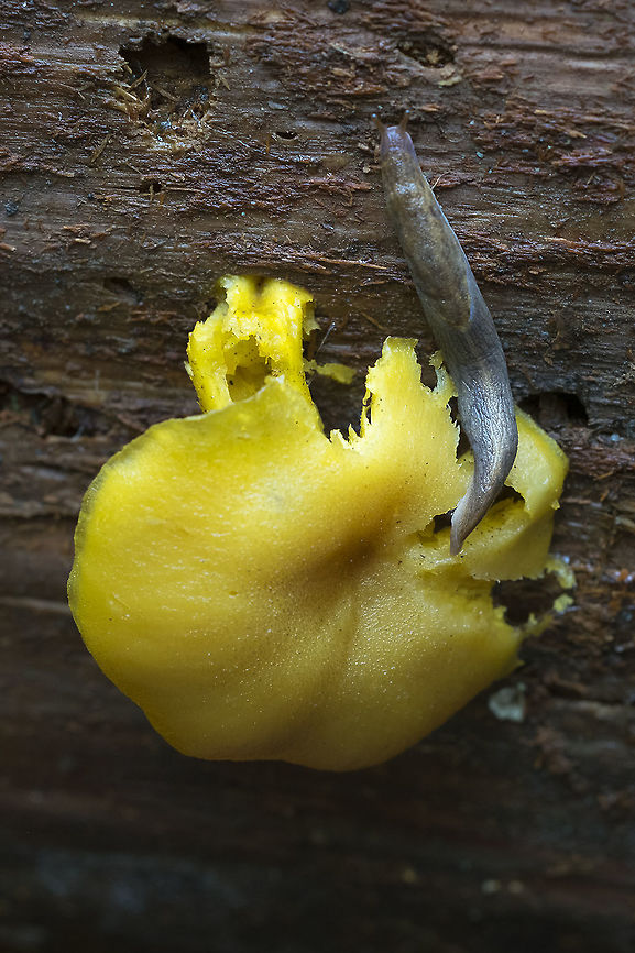 Chrysomphalina grossula with a bonus slug  Chrysomphalina grossula,Fall,Geotagged,United States