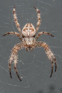 My "pet" spider This is just an ordinary European garden spider, but it's almost like a pet... she (I think - she's quite large and the females are bigger) has been living in my back entry for a few months now. She's been there long enough to have shed her carapace at least once. She's so used to us that she doesn't hide, even when we get very close. Most mornings she'll meticulously take apart her web and rebuild it and once a week or so it seems like she takes a break. She'll take apart her web and disappear into a crack in the window trim for a whole day. Emerging the next evening to remake her web once again. Araneus diadematus,European garden spider