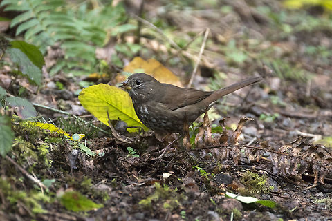 Fox sparrow