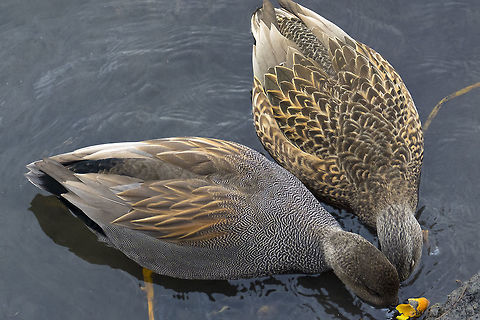 Widgeon pair Male (non-breeding plumage) and female widgeon pair American wigeon,Anas americana,Fall,Geotagged,Mareca americana,United States