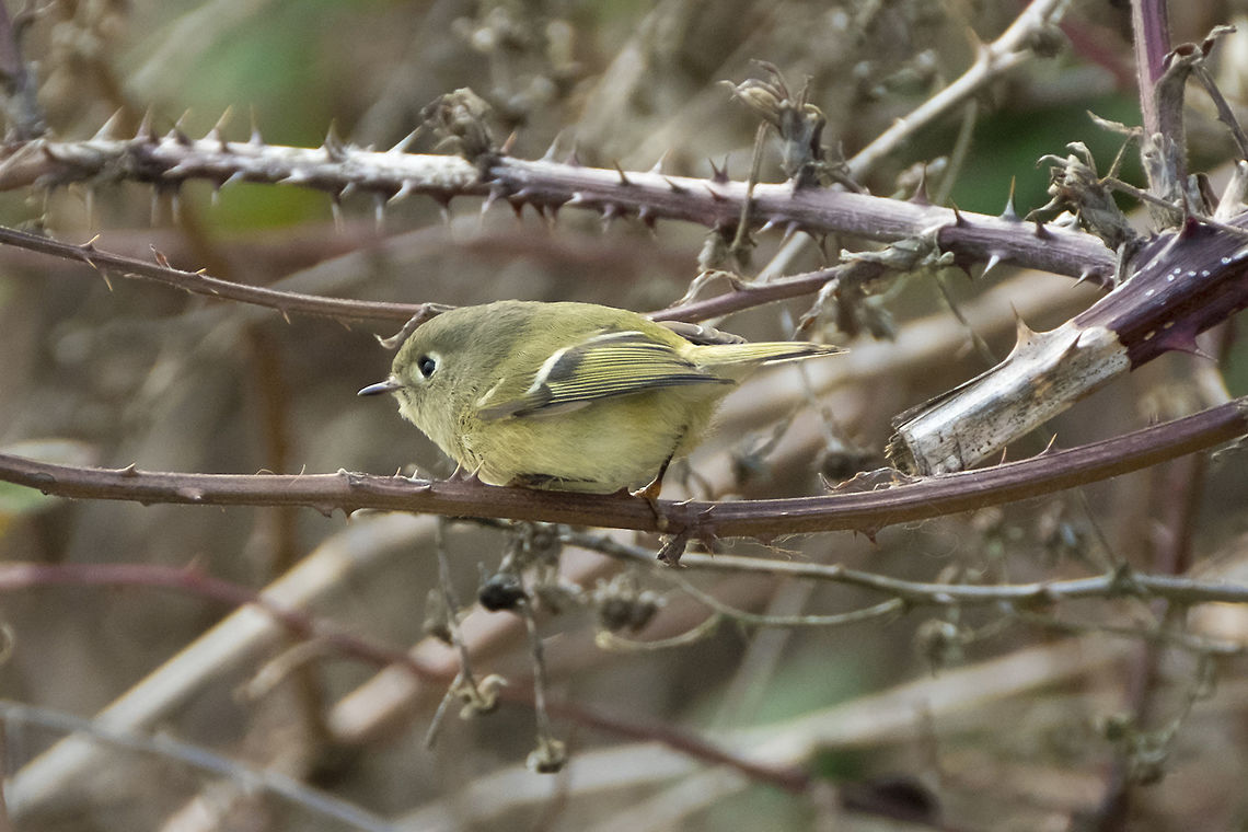 Ruby-Crowned Kinglet  Geotagged,Regulus calendula,Ruby-crowned kinglet,United States,Winter