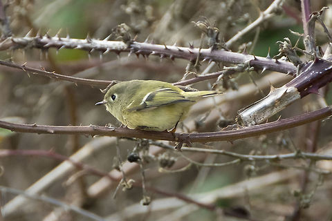Ruby-Crowned Kinglet  Geotagged,Regulus calendula,Ruby-crowned kinglet,United States,Winter