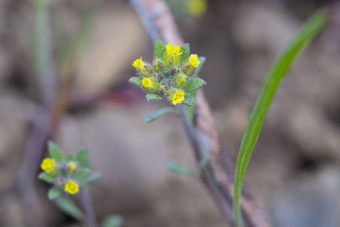 Draba aurea Finally - back outside after our multiple record breaking wet weather... more rain than we usually get in a year in the last 5.5 months.... Even today - I had to drive to the dry side of the state (it's raining here at my house right now even...) and while, I didn't get wet, the sun was still hiding away. I will of course come back and tag and ID all of these guys - but for now it's bedtime. Draba aurea,Draba aureola,Geotagged,Spring,United States