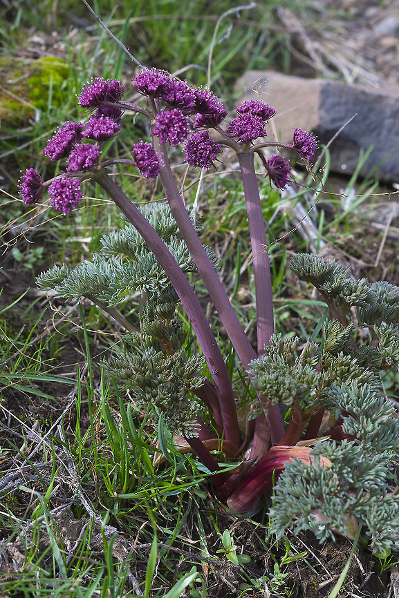 Columbia desert parsley  Columbia desert parsley,Geotagged,Lomatium columbianum,Spring,United States