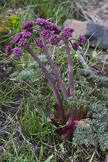 Columbia desert parsley  Columbia desert parsley,Geotagged,Lomatium columbianum,Spring,United States