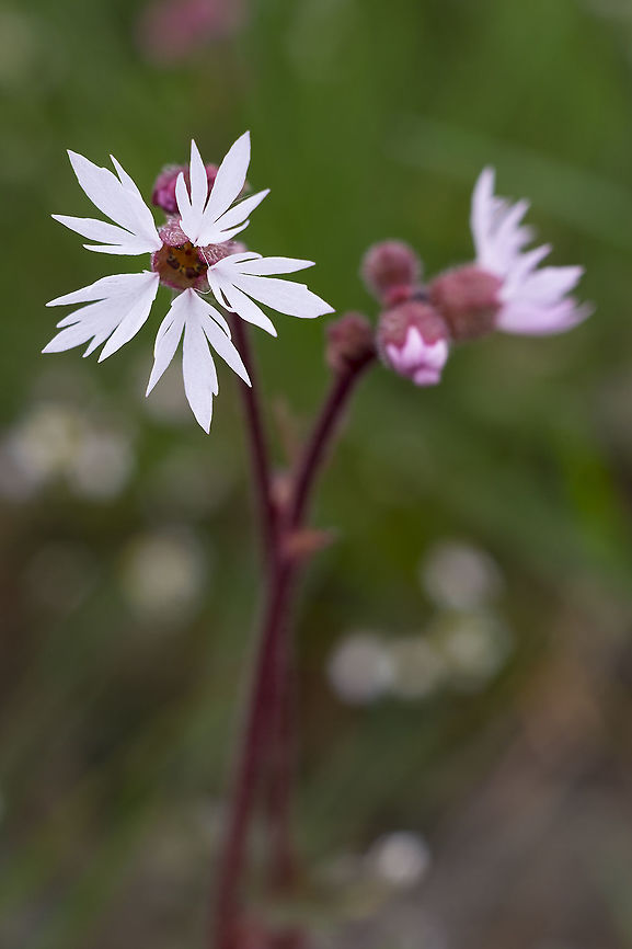 Bulbous woodland-star  Geotagged,Lithophragma glabrum,Spring,United States