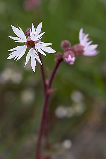Bulbous woodland-star  Geotagged,Lithophragma glabrum,Spring,United States
