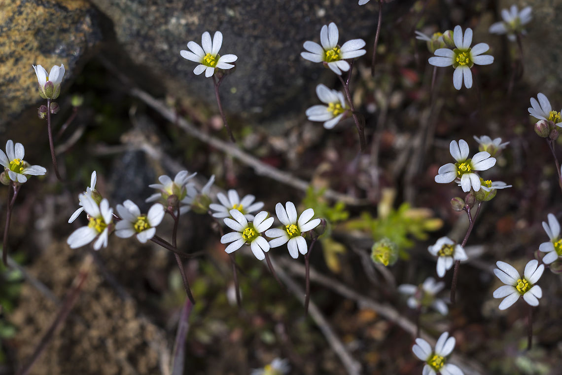 Spring whitlow-grass  Draba verna,Geotagged,Spring,United States