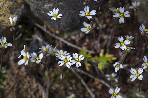 Spring whitlow-grass  Draba verna,Geotagged,Spring,United States
