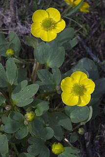 Sagebrush buttercup  Geotagged,Ranunculus glaberrimus,Spring,United States