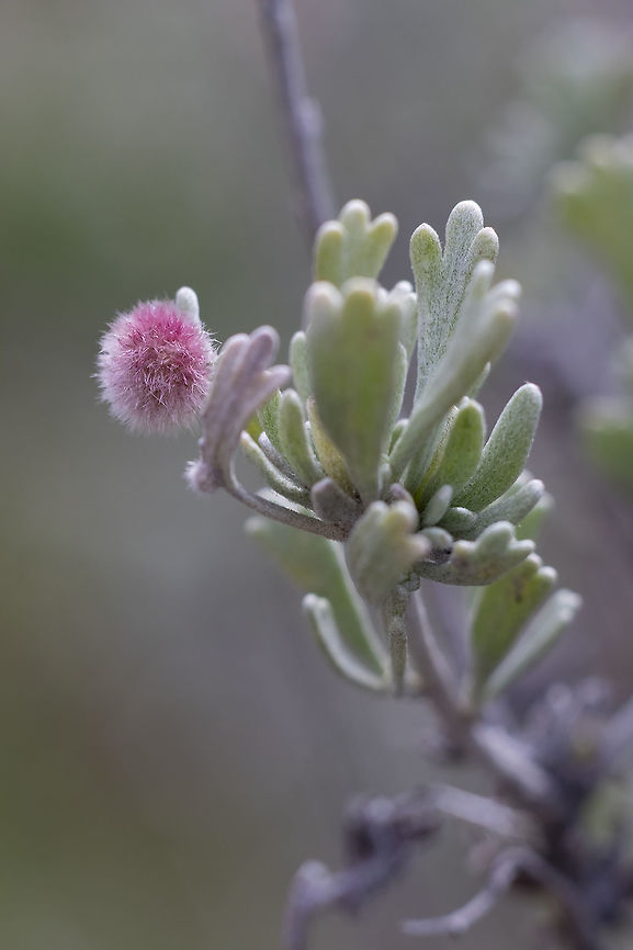 Sagebrush leaf gall  Geotagged,Spring,United States