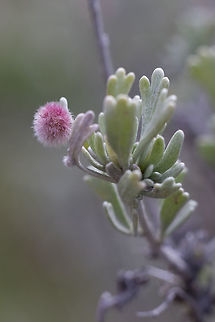Sagebrush leaf gall  Geotagged,Spring,United States