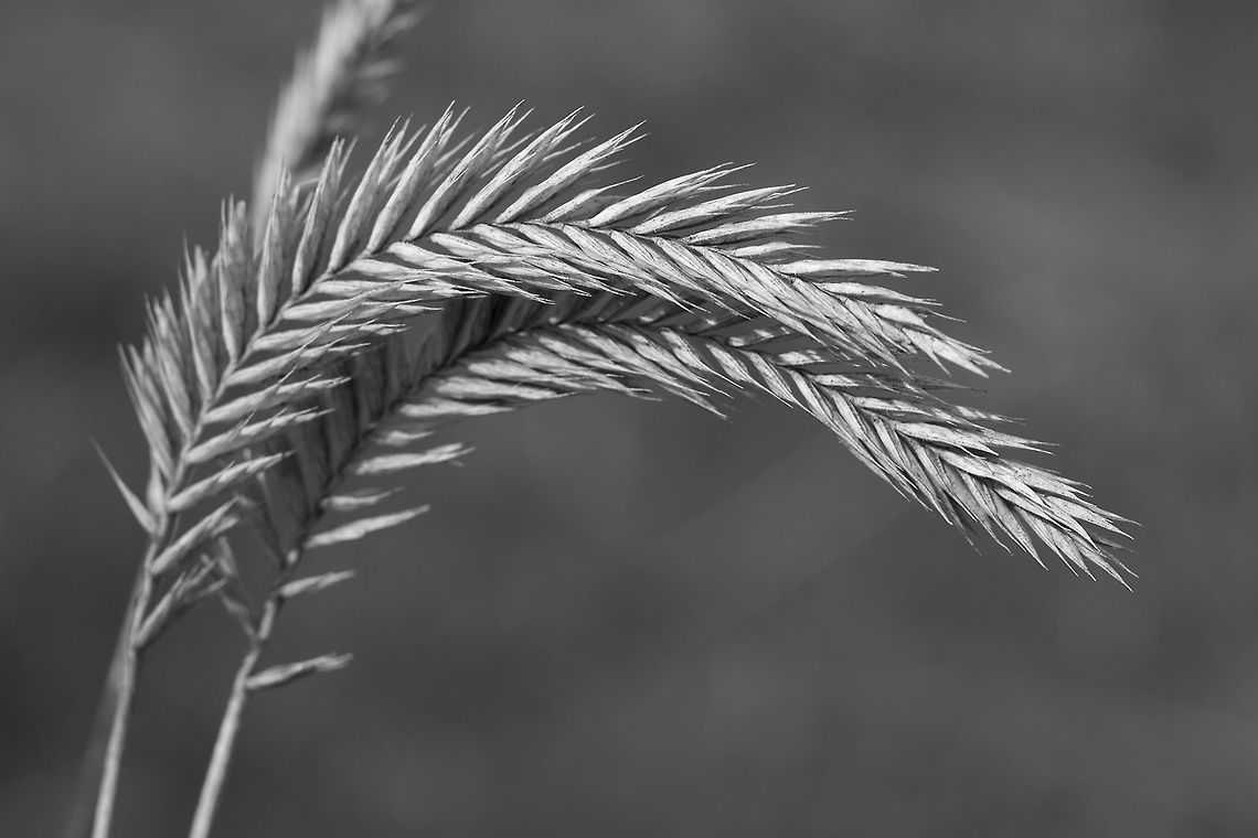 Meadow Barley  Geotagged,Hordeum brachyantherum,Spring,United States