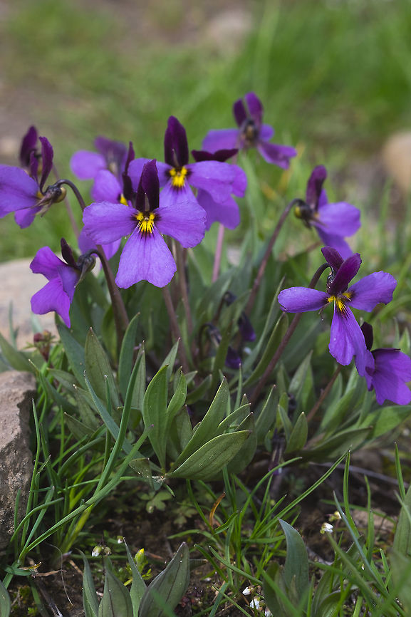 Sagebrush Violet -  Geotagged,Sagebrush Violet,Spring,United States,Viola trinervata