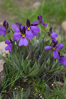 Sagebrush Violet -  Geotagged,Sagebrush Violet,Spring,United States,Viola trinervata