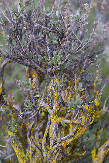 small sage with bright lichens  Geotagged,Spring,United States