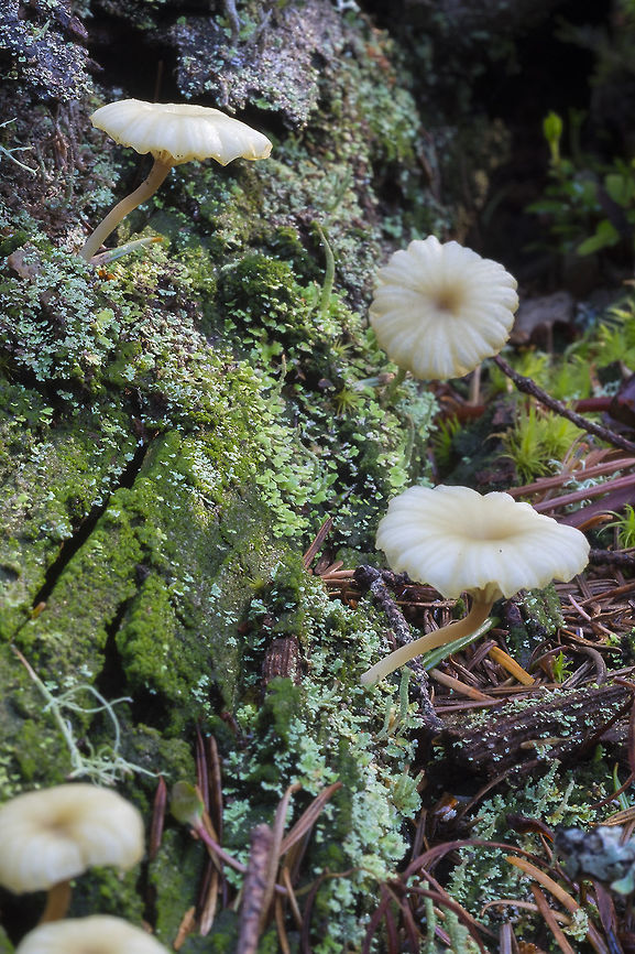 pale Lichenomphalia  Geotagged,Lichenomphalia umbellifera,Spring,United States