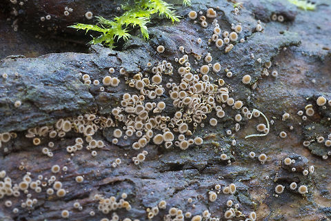 Lasiobelonium corticale - tiny cups  Geotagged,Lasiobelonium corticale,Spring,United States