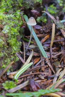 Galerina sp.  Geotagged,Spring,United States