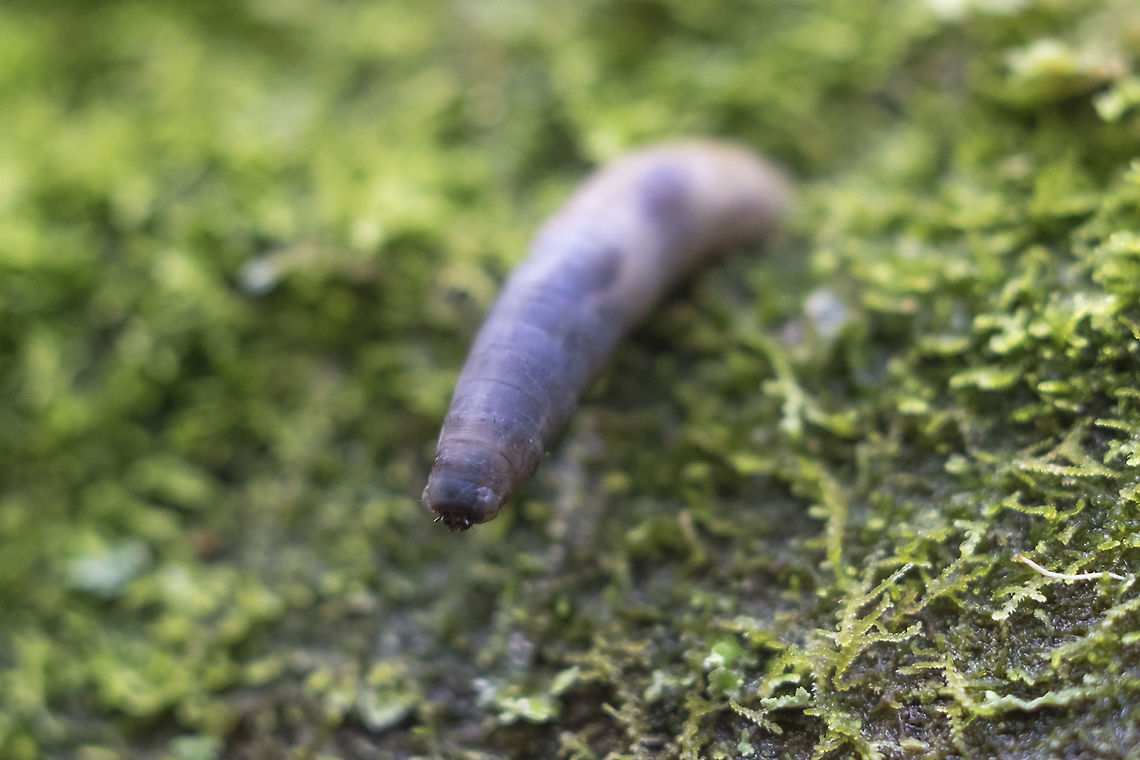 ugly little Crane Fly grub.. This little nasty was sticking out of an old downed tree - it was quite fat with a tiny, tiny head. I'm not sure if i was still alive or not. Geotagged,Spring,United States