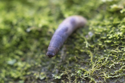 ugly little Crane Fly grub.. This little nasty was sticking out of an old downed tree - it was quite fat with a tiny, tiny head. I'm not sure if i was still alive or not. Geotagged,Spring,United States