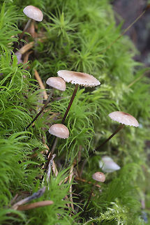 Marasmiellus pluvius  Geotagged,Marasmiellus pluvius,Spring,United States