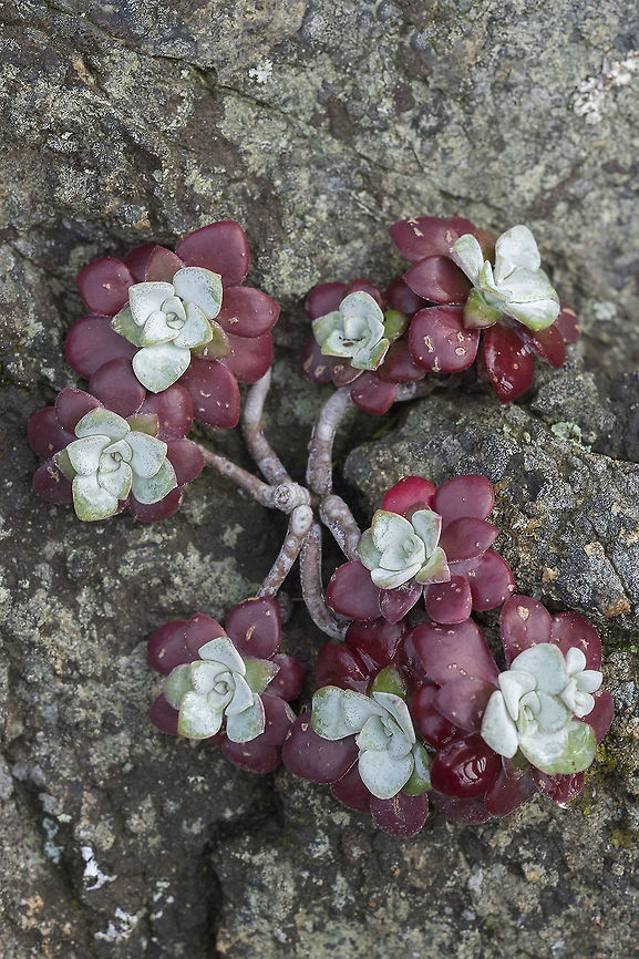 Broadleaf Sedum  Broadleaf stonecrop,Geotagged,Sedum spathulifolium,Spring,United States