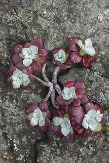 Broadleaf Sedum  Broadleaf stonecrop,Geotagged,Sedum spathulifolium,Spring,United States