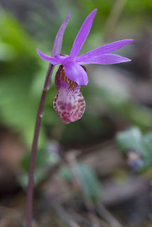 Fairy slipper  Calypso bulbosa,Calypso orchidfairy slipper,Geotagged,Spring,United States