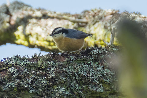 Red breasted nuthatch  Geotagged,Red-breasted nuthatch,Sitta canadensis,Spring,United States