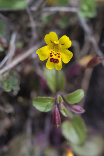chickweed monkey flower  Erythranthe alsinoides,Geotagged,Spring,United States