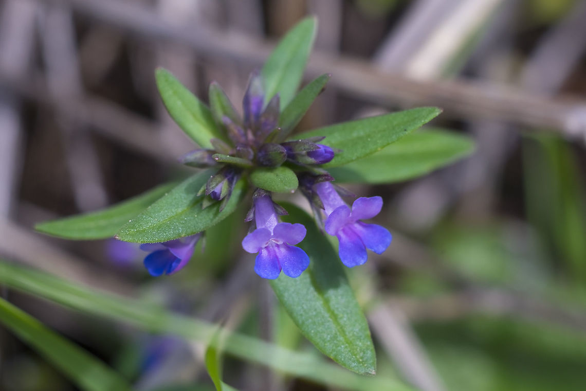 Blue-eyed Mary  Collinsia grandiflora,Collinsia parviflora,Geotagged,Spring,United States