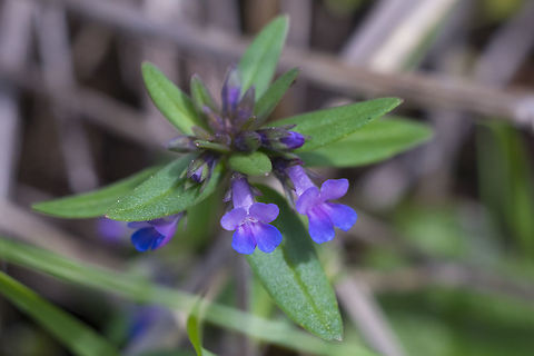 Blue-eyed Mary  Collinsia grandiflora,Collinsia parviflora,Geotagged,Spring,United States