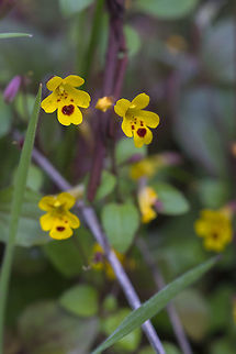 chickweed monkey flower - variation  Erythranthe alsinoides,Geotagged,Spring,United States