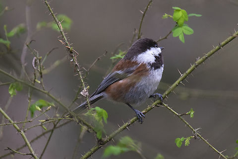 Chestnut backed chickadee  Geotagged,Poecile rufescens,Spring,United States,chestnut-backed chickadee