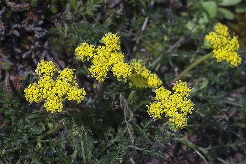 Spring Gold  Geotagged,Lomatium utriculatum,Spring,United States