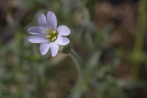 Field Chickweed  Cerastium arvense,Geotagged,Spring,United States