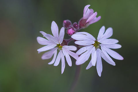 smallflower woodland star  Geotagged,Lithophragma parviflorum,Spring,United States