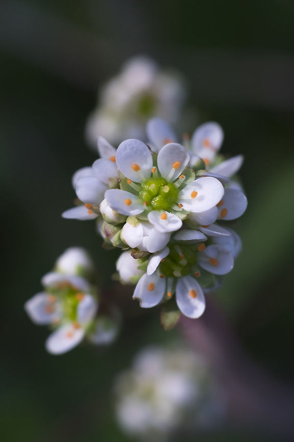 Wholeleaf saxifrage  Geotagged,Micranthes integrifolia,Spring,United States