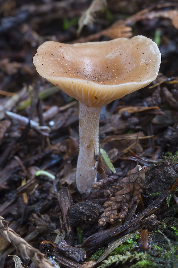 Tan waxy mushroom the only thing I&#039;m certain of at the moment is that this wasn&#039;t a lactarius..  Geotagged,Laccaria laccata,Spring,United States