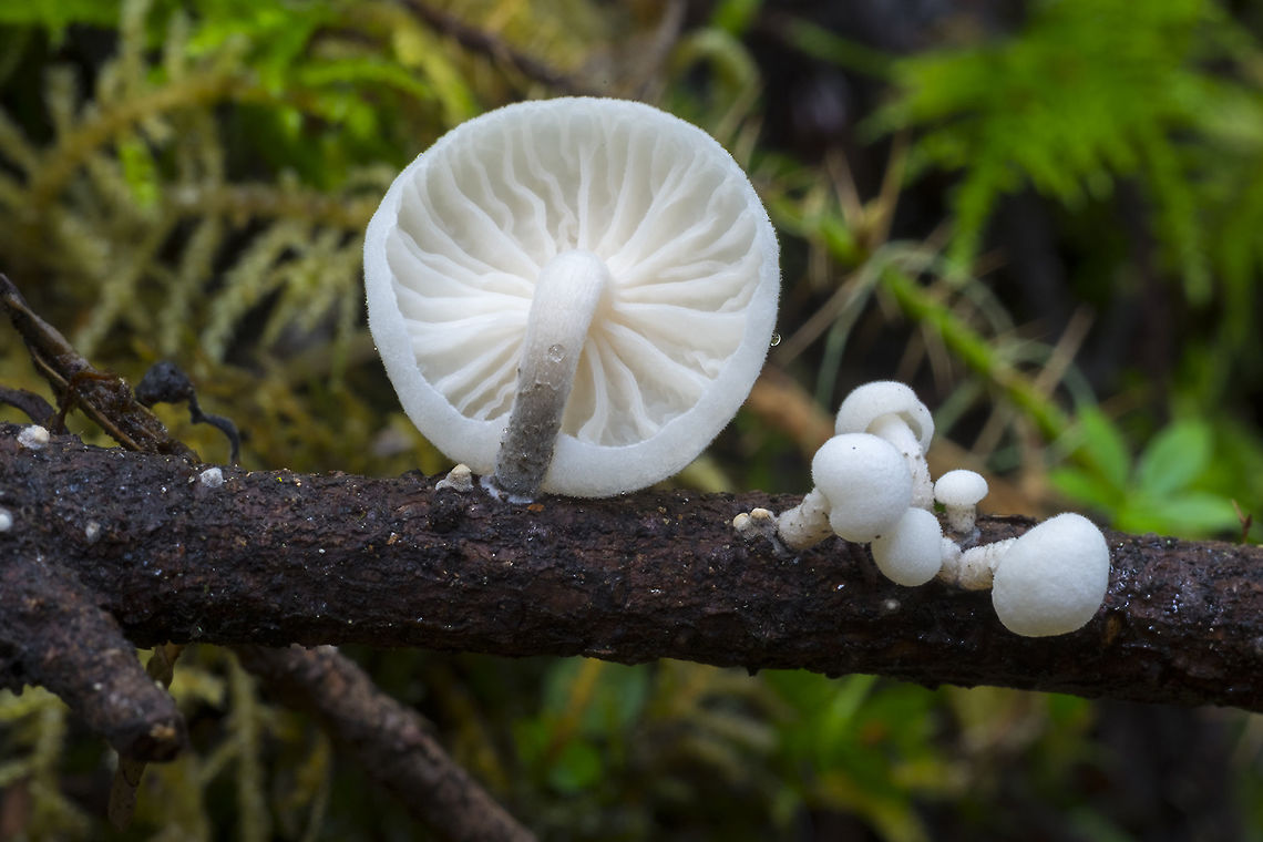 Marasmiellus candidus  Geotagged,Marasmiellus candidus,Spring,United States