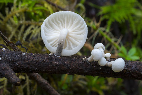 Marasmiellus candidus  Geotagged,Marasmiellus candidus,Spring,United States